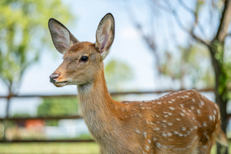 小鹿在户外的特写镜头图片