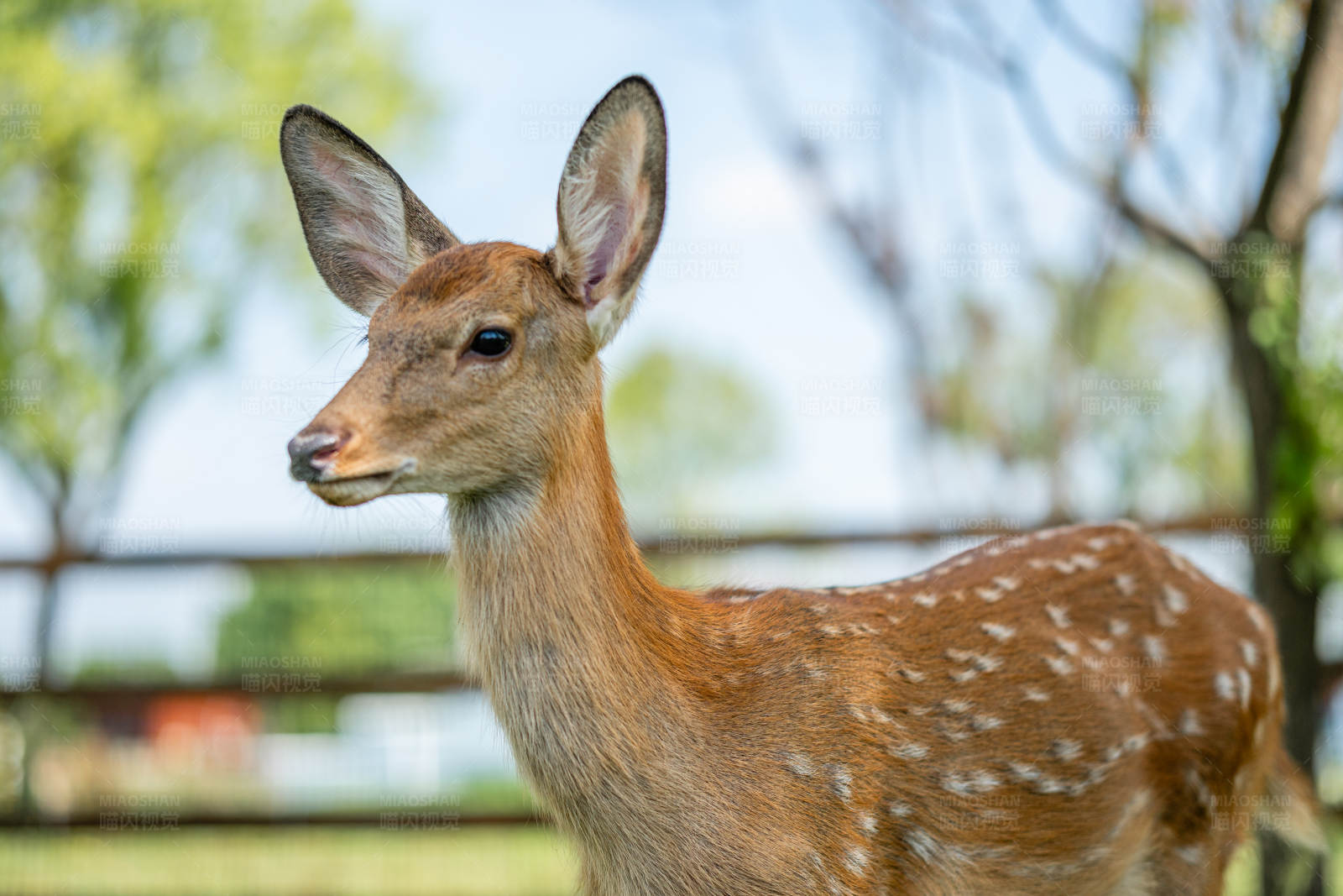 小鹿在户外的特写镜头图片