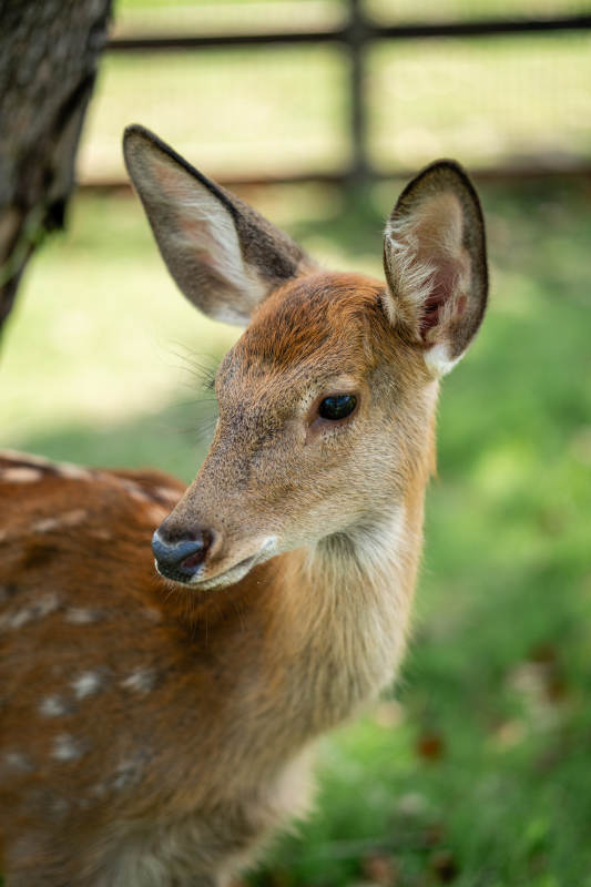 小鹿在树下休息图片