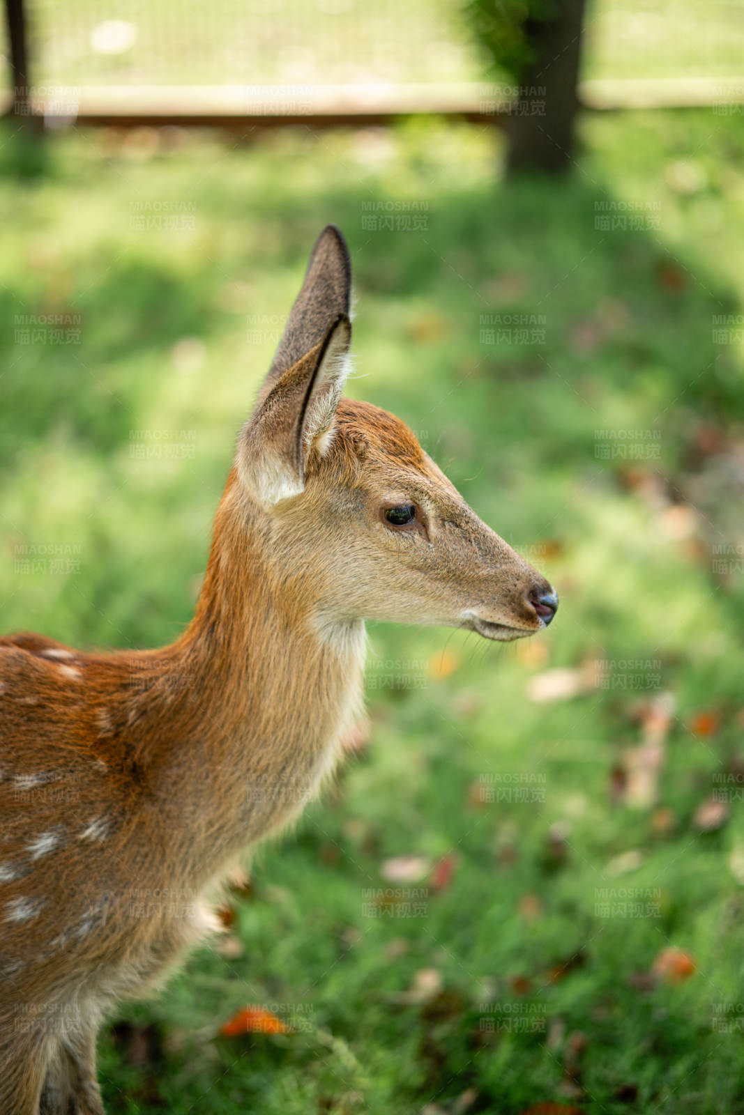 草地上的小鹿图片