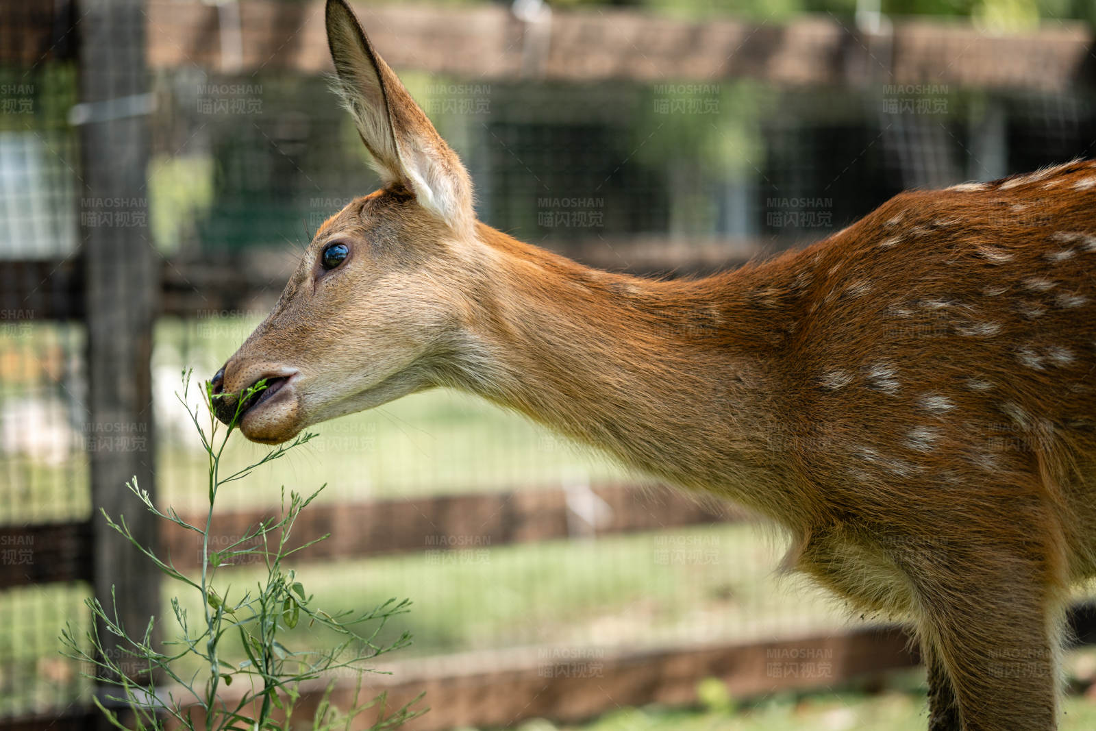 小鹿吃草图片