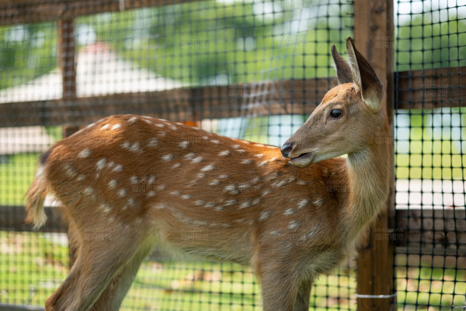 围栏里的斑点鹿图片