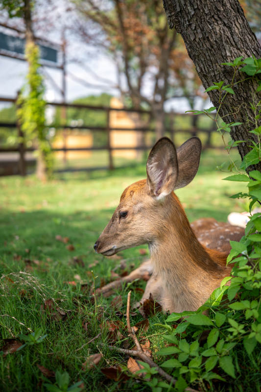 小鹿在树下休息图片