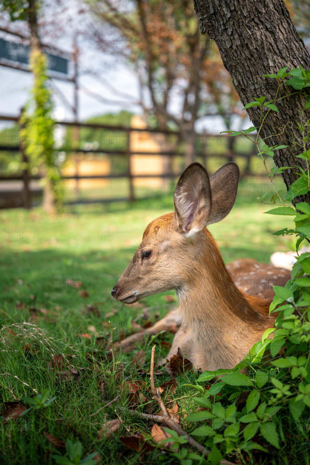 小鹿在树下休息图片