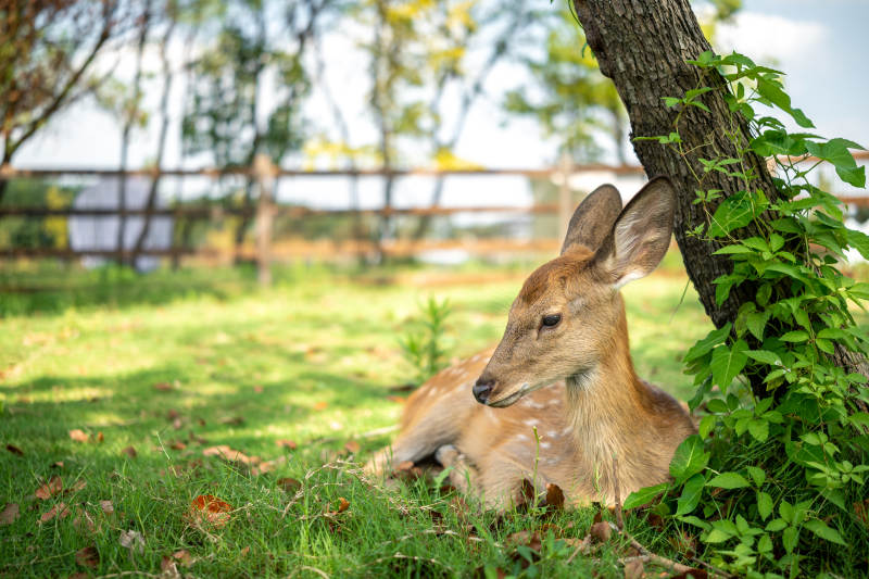 小鹿在树下休息图片