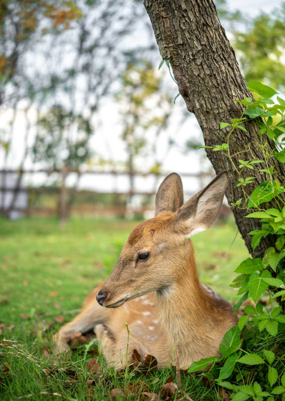 小鹿在树下休息图片