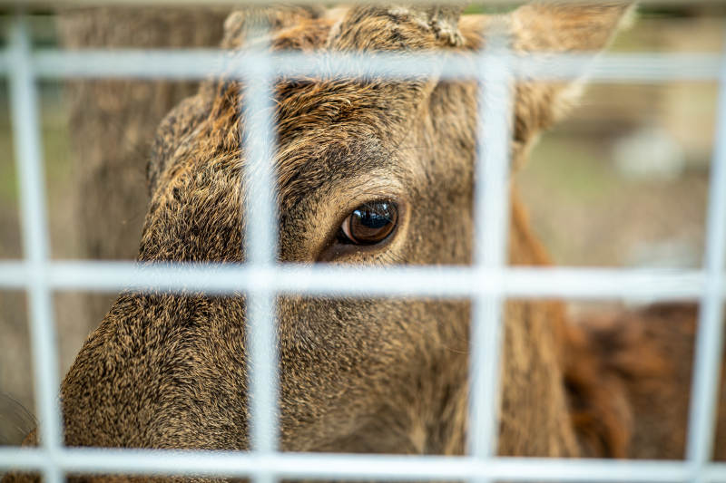 笼中的鹿图片