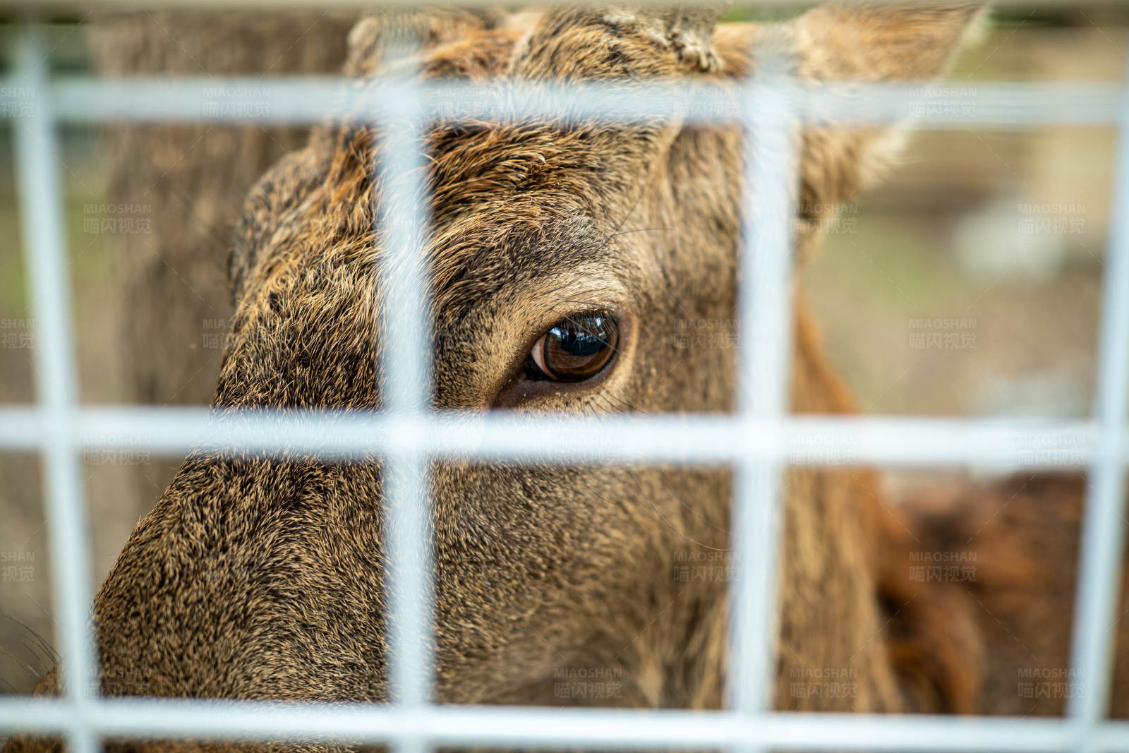 笼中的鹿图片