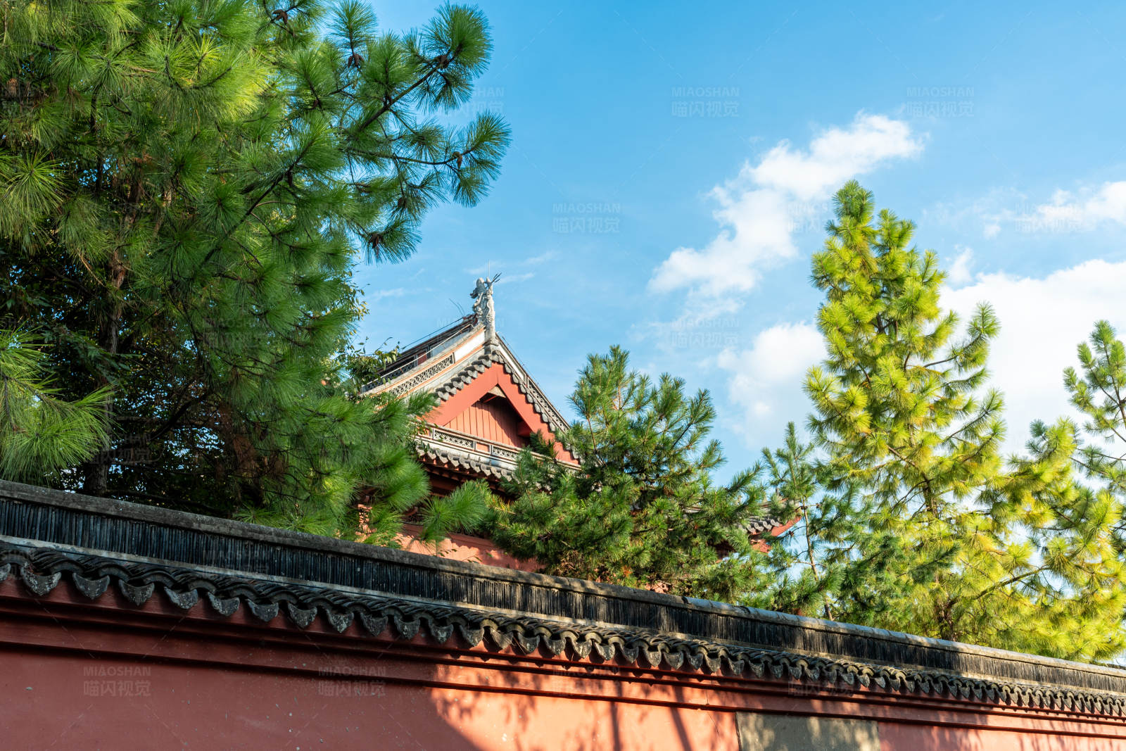 古寺松柏映蓝天图片