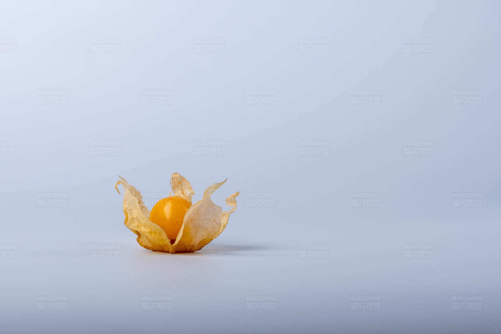 孤零零的灯笼果图片