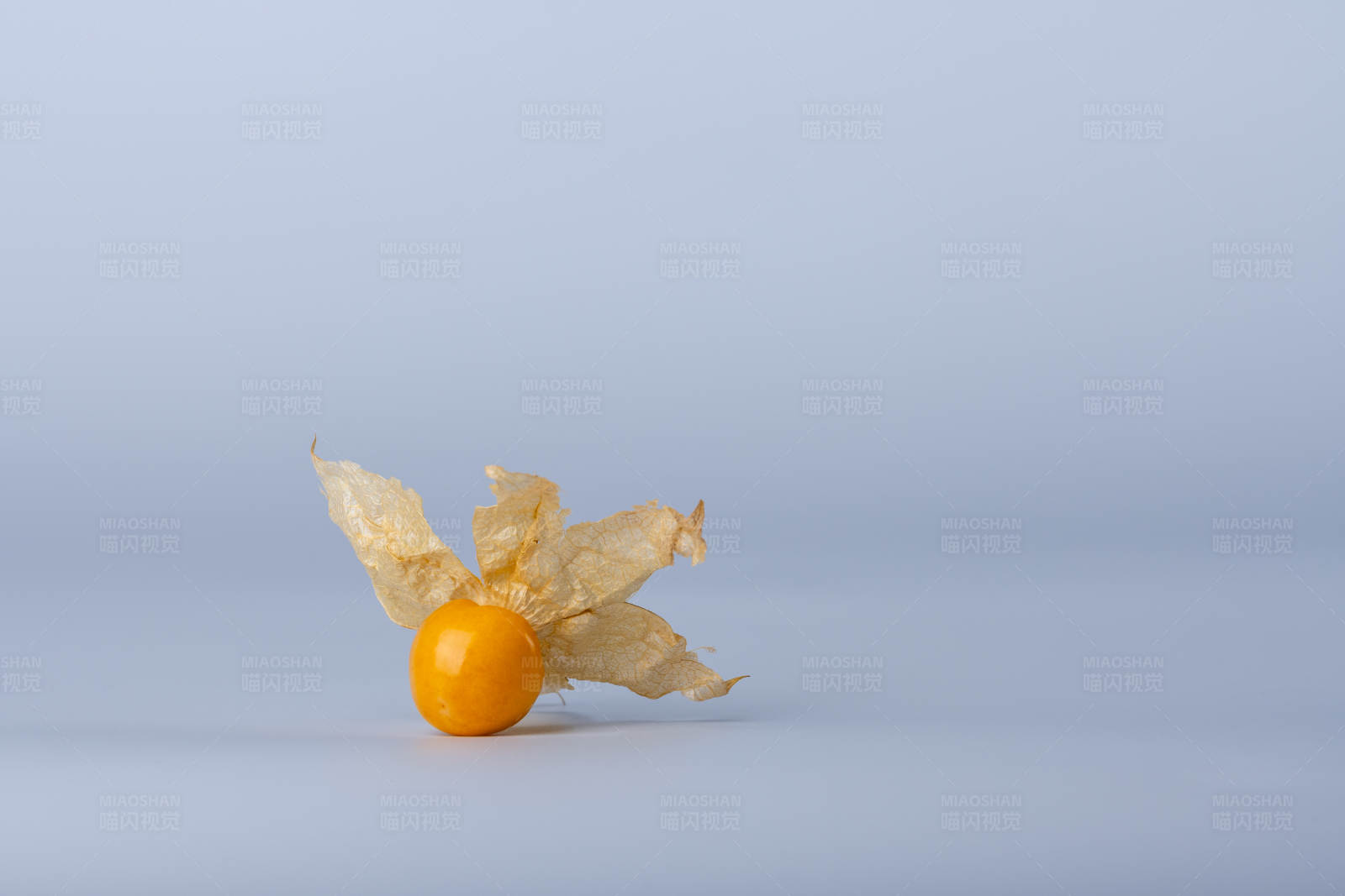 孤零零的姑娘果图片