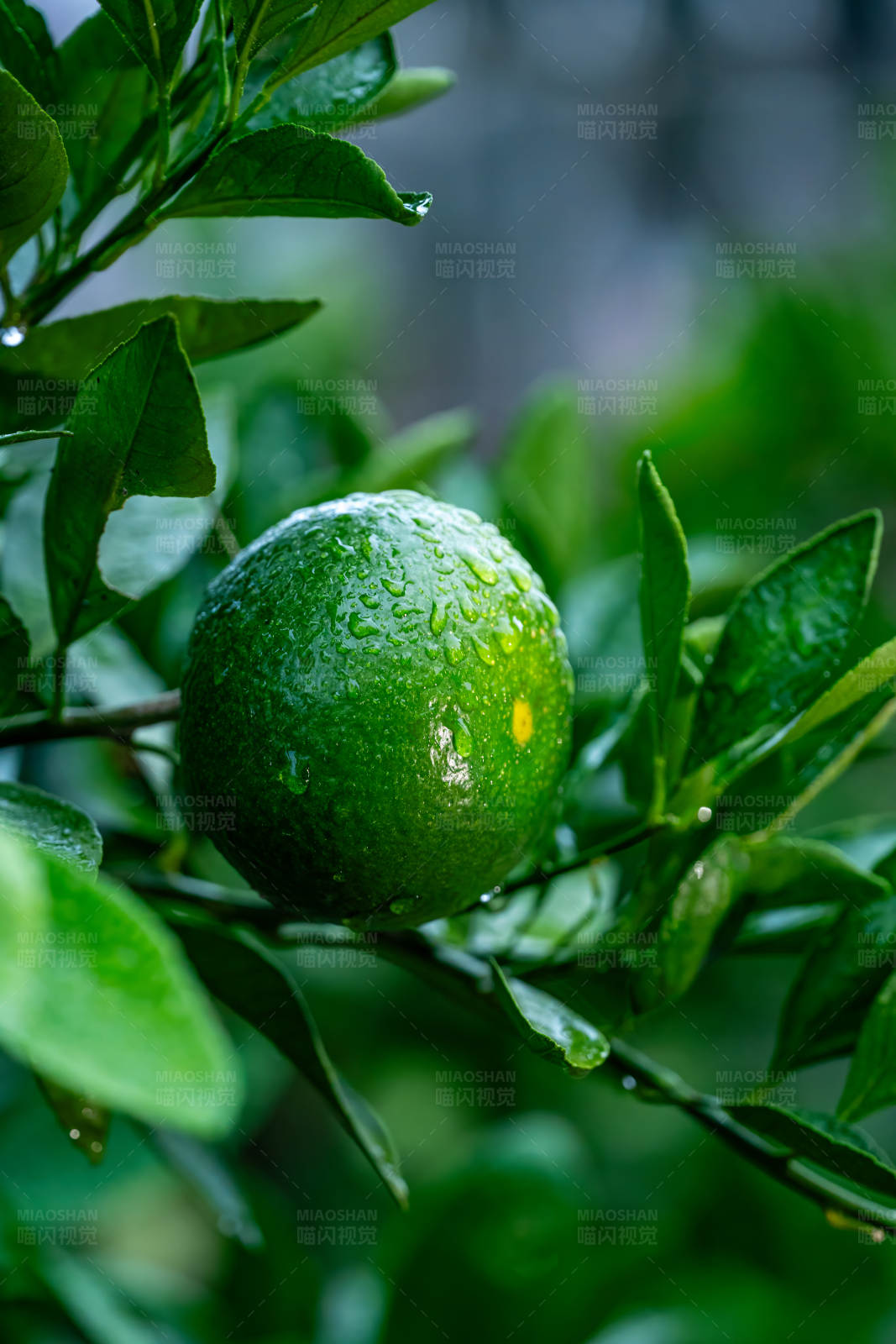 雨后青柠图片