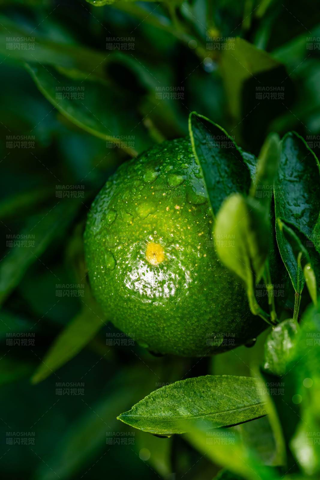 青柠上的露珠图片