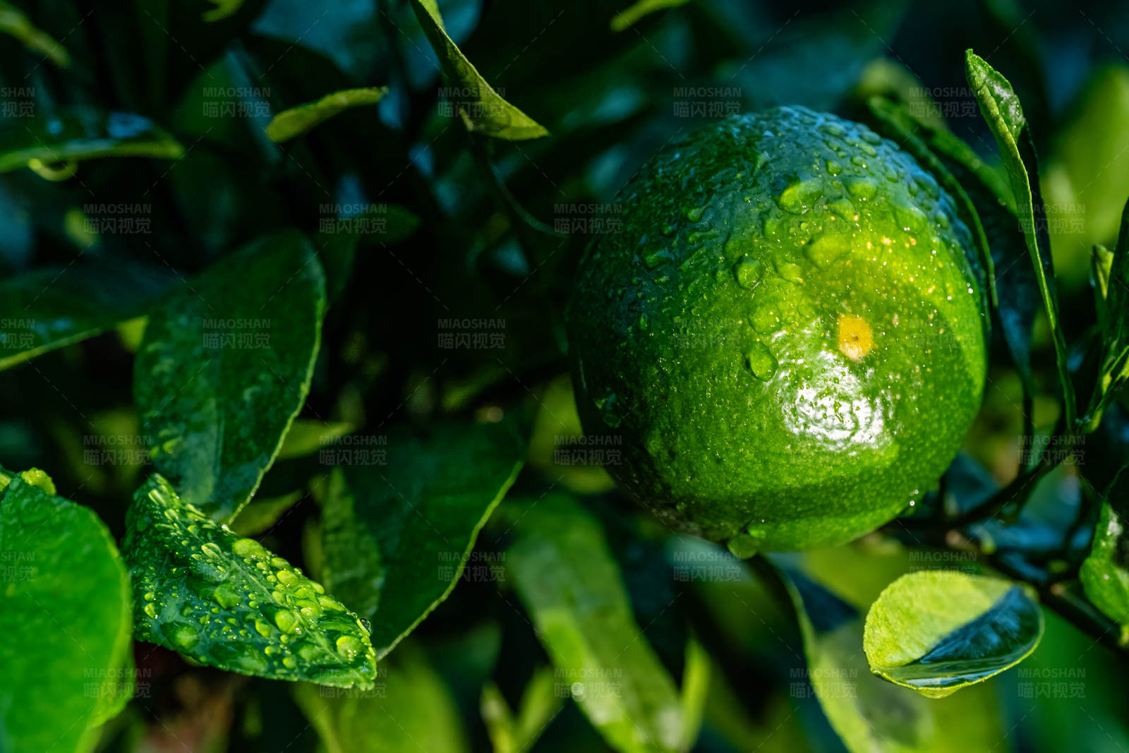 雨后青柠图片