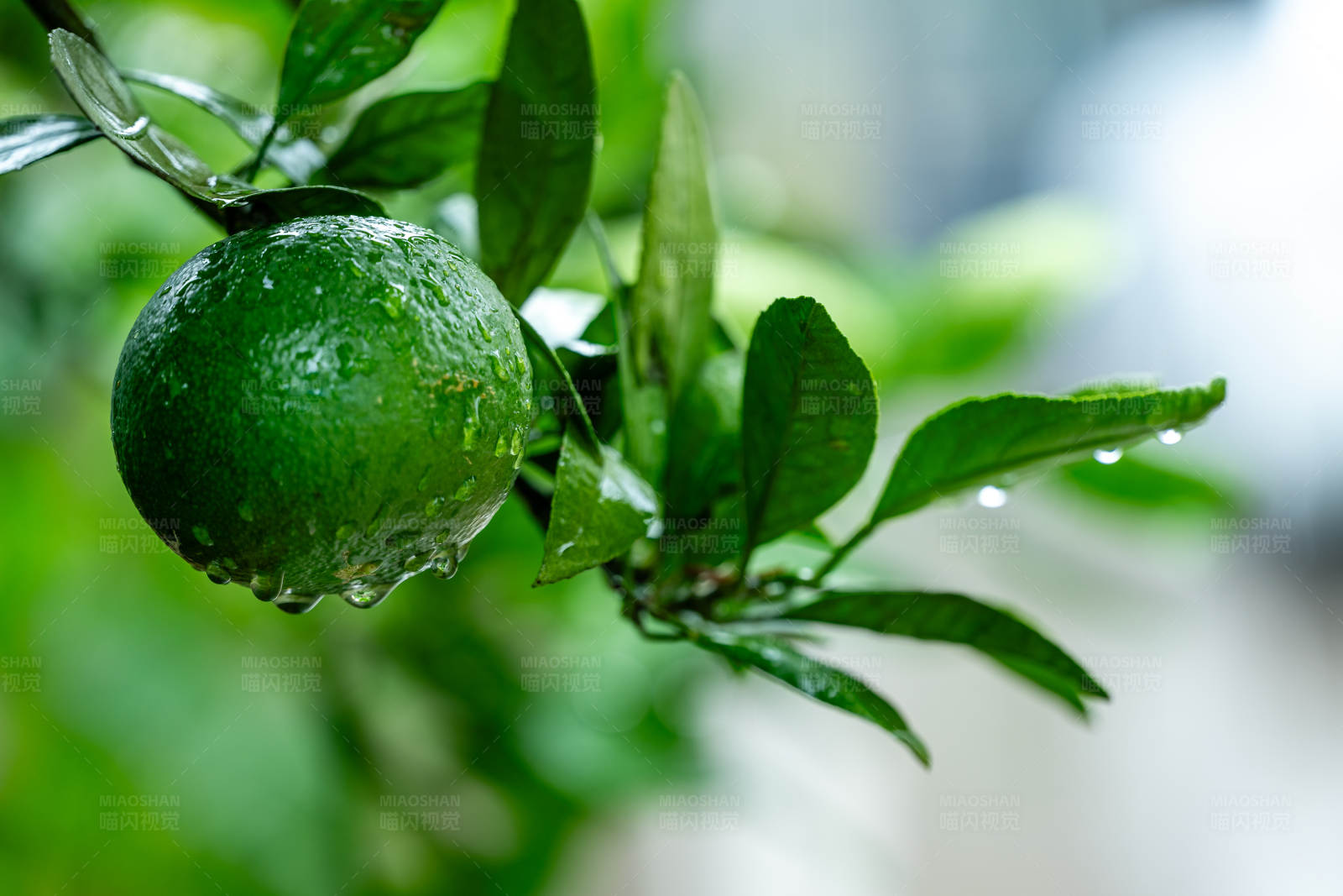 雨后青柠图片