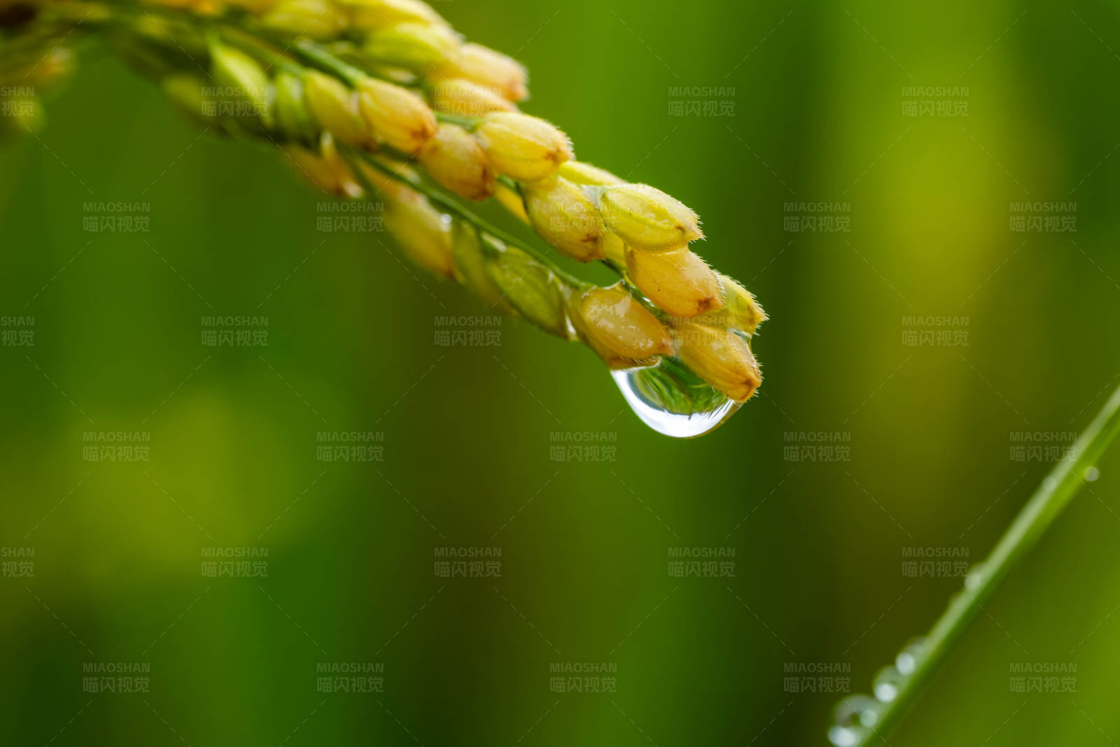 稻穗上的露珠图片