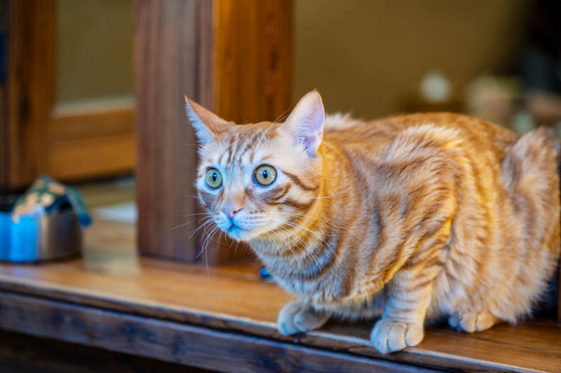 橙色猫咪在木桌上图片