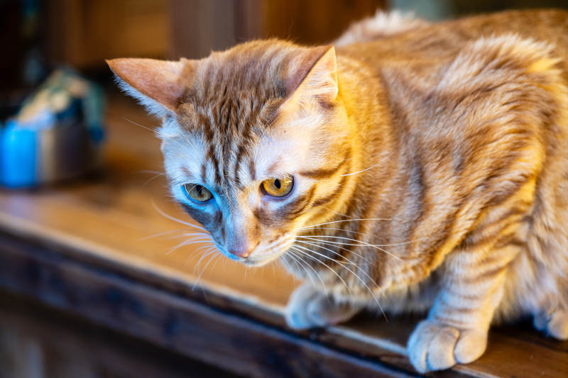 虎斑猫的凝视图片