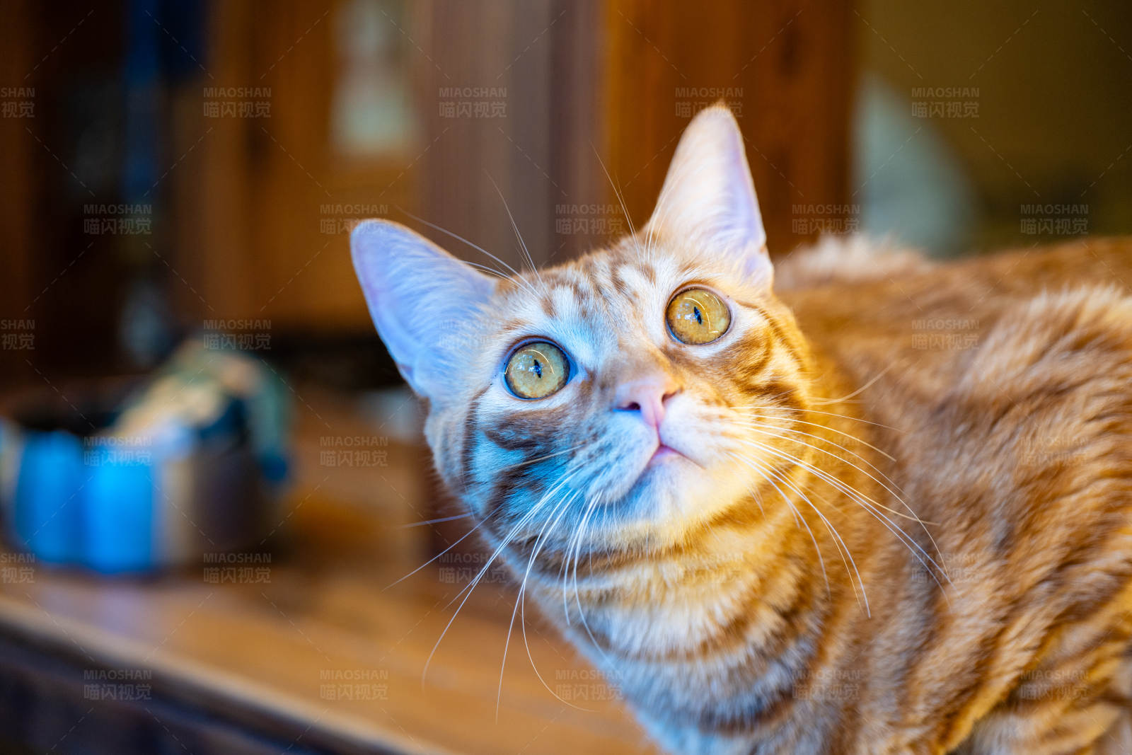 好奇的橙色猫咪图片