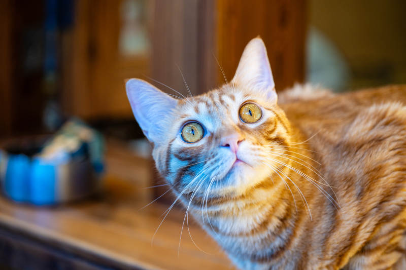 好奇的橙色猫咪图片