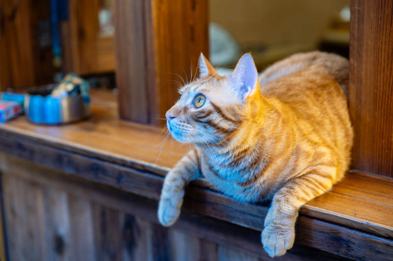 橙猫木架悠闲时光图片