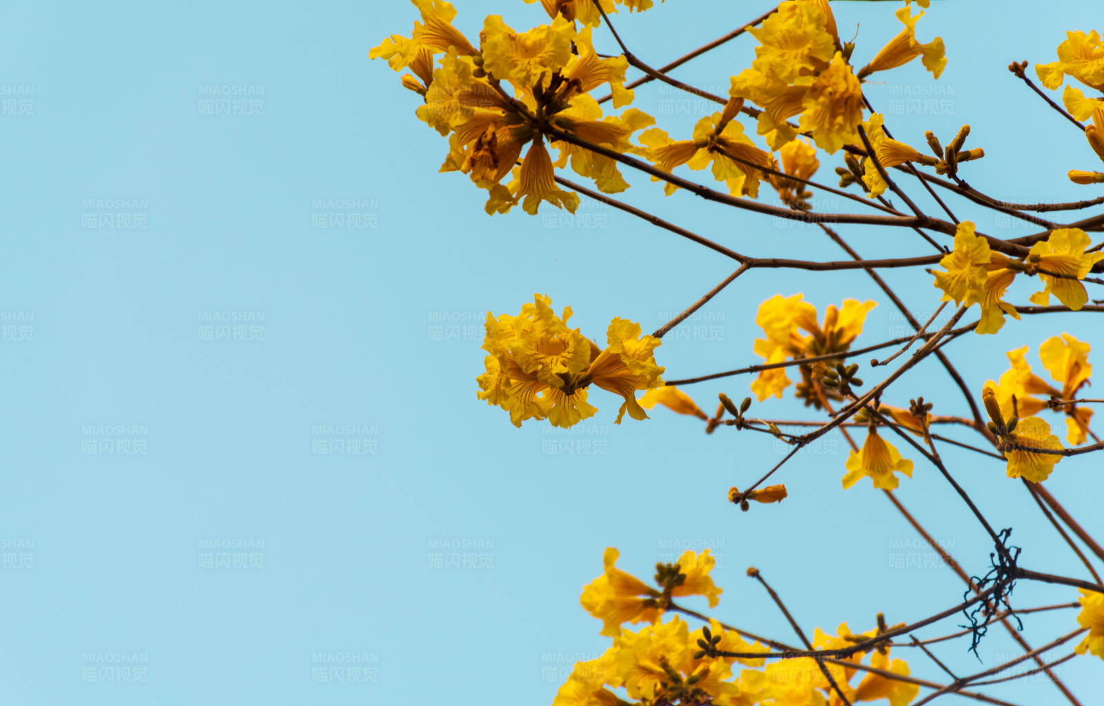金黄花开满枝头图片