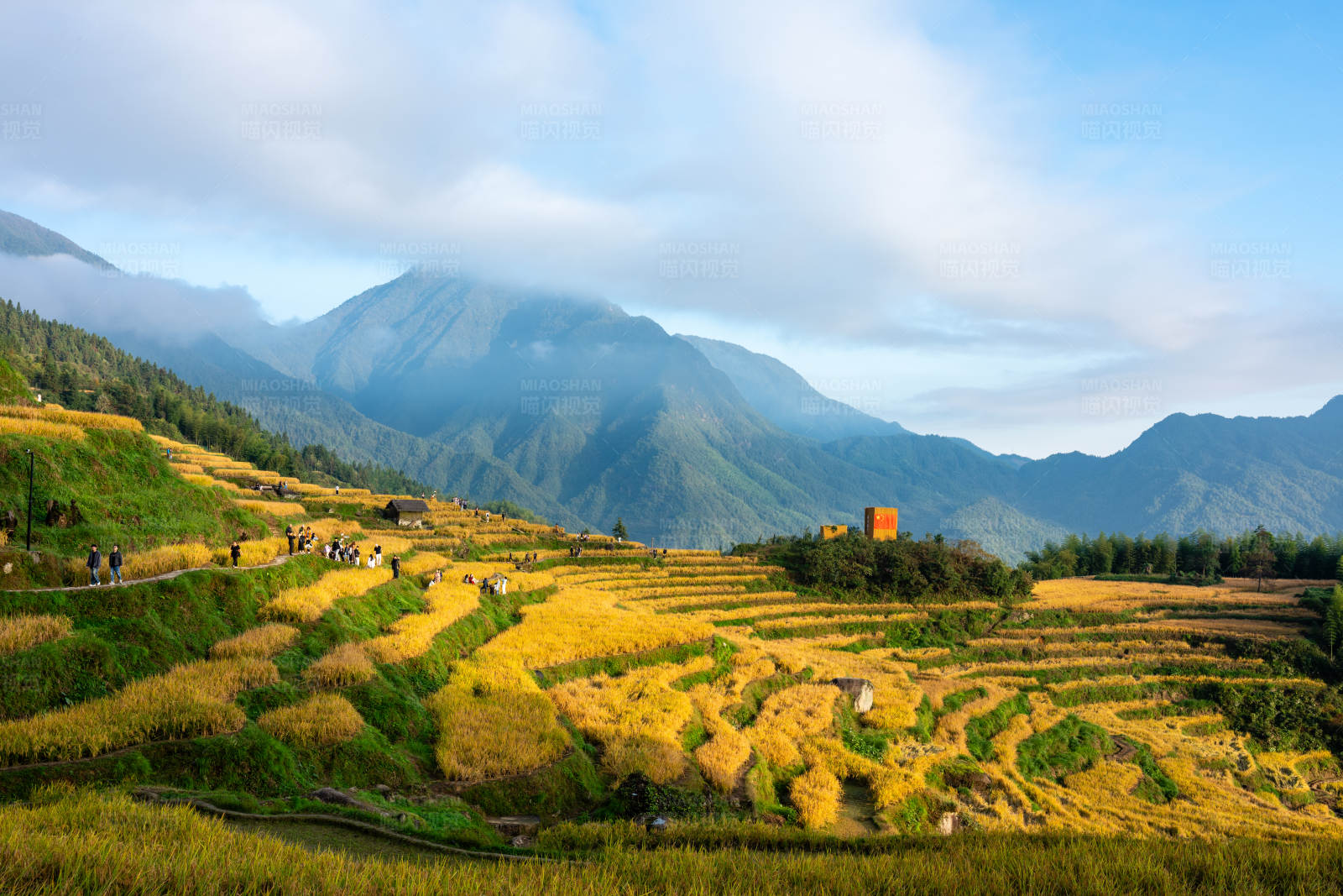 金色梯田与远山云海图片