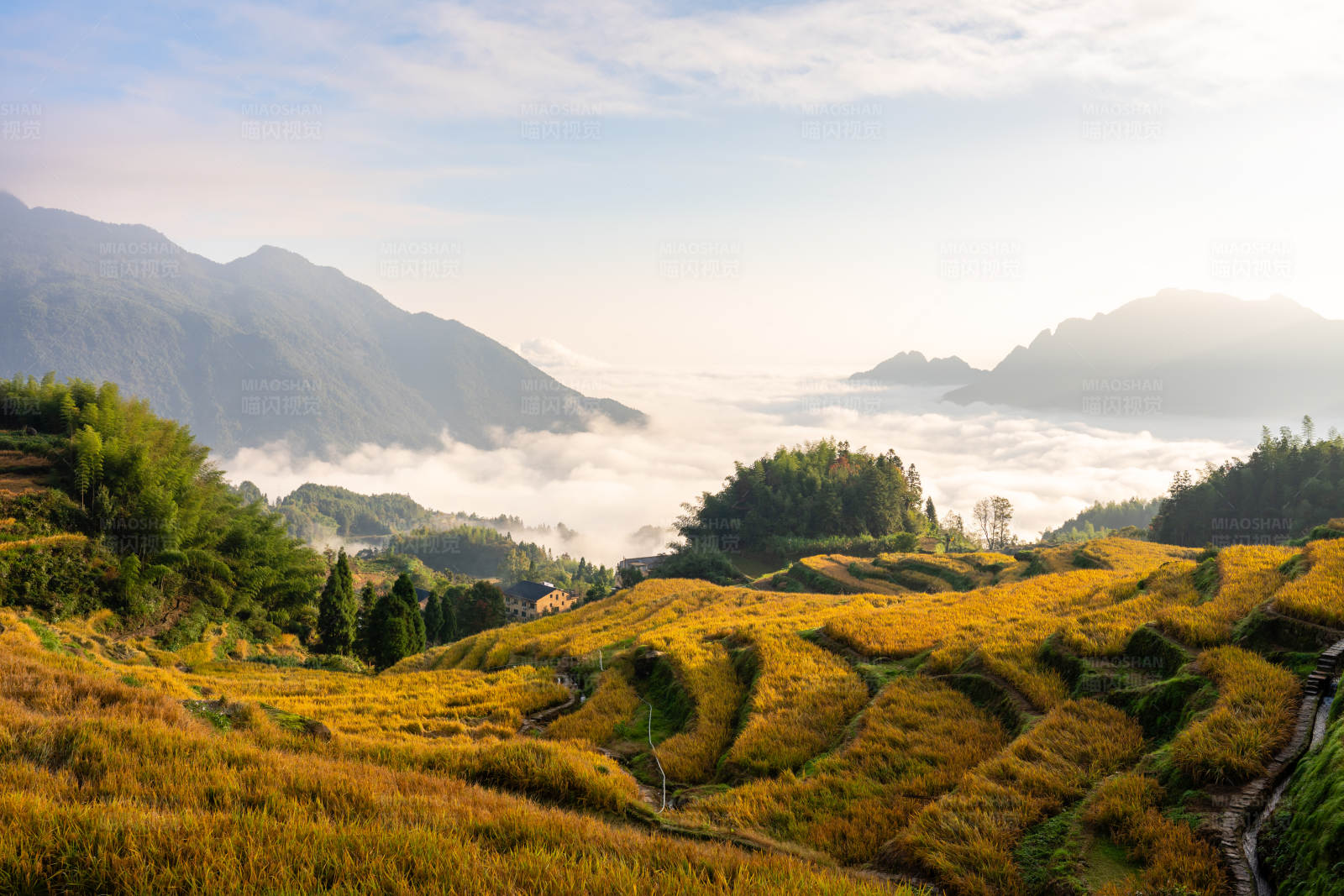 金色梯田云海日出图片