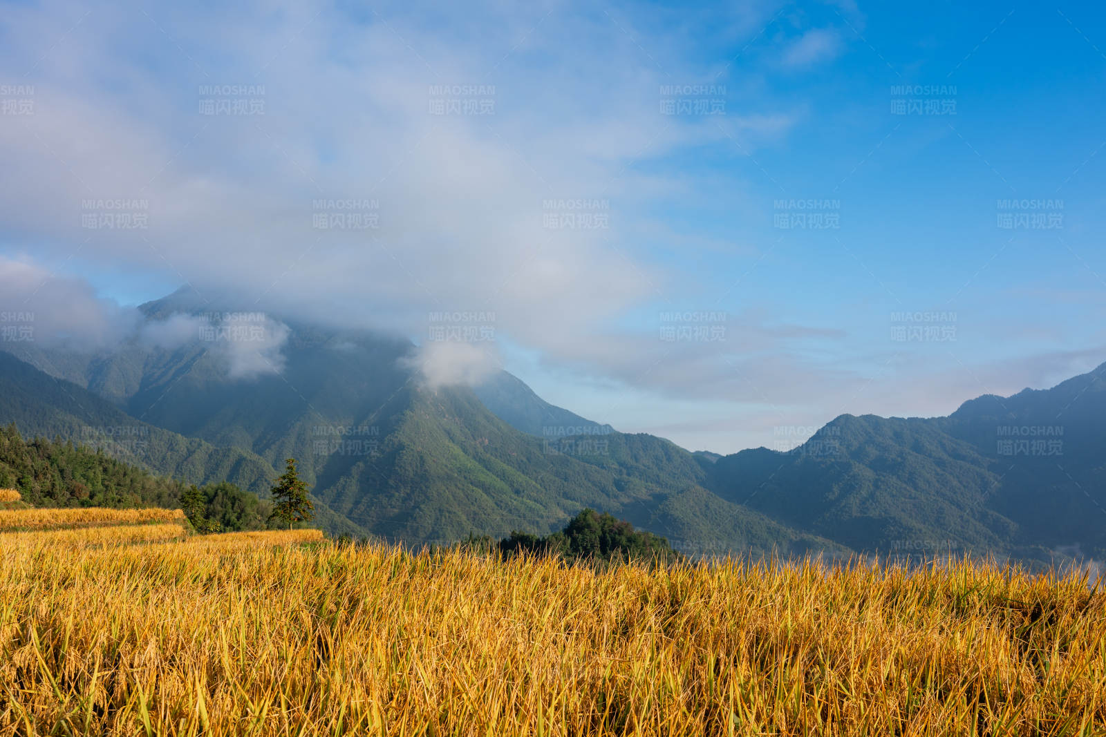 金色稻田与云雾山景图片