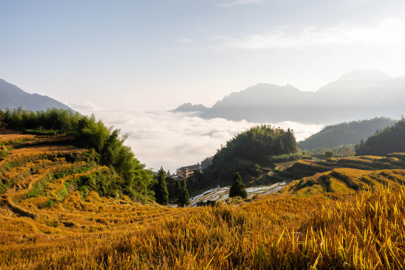 云端梯田美景图片