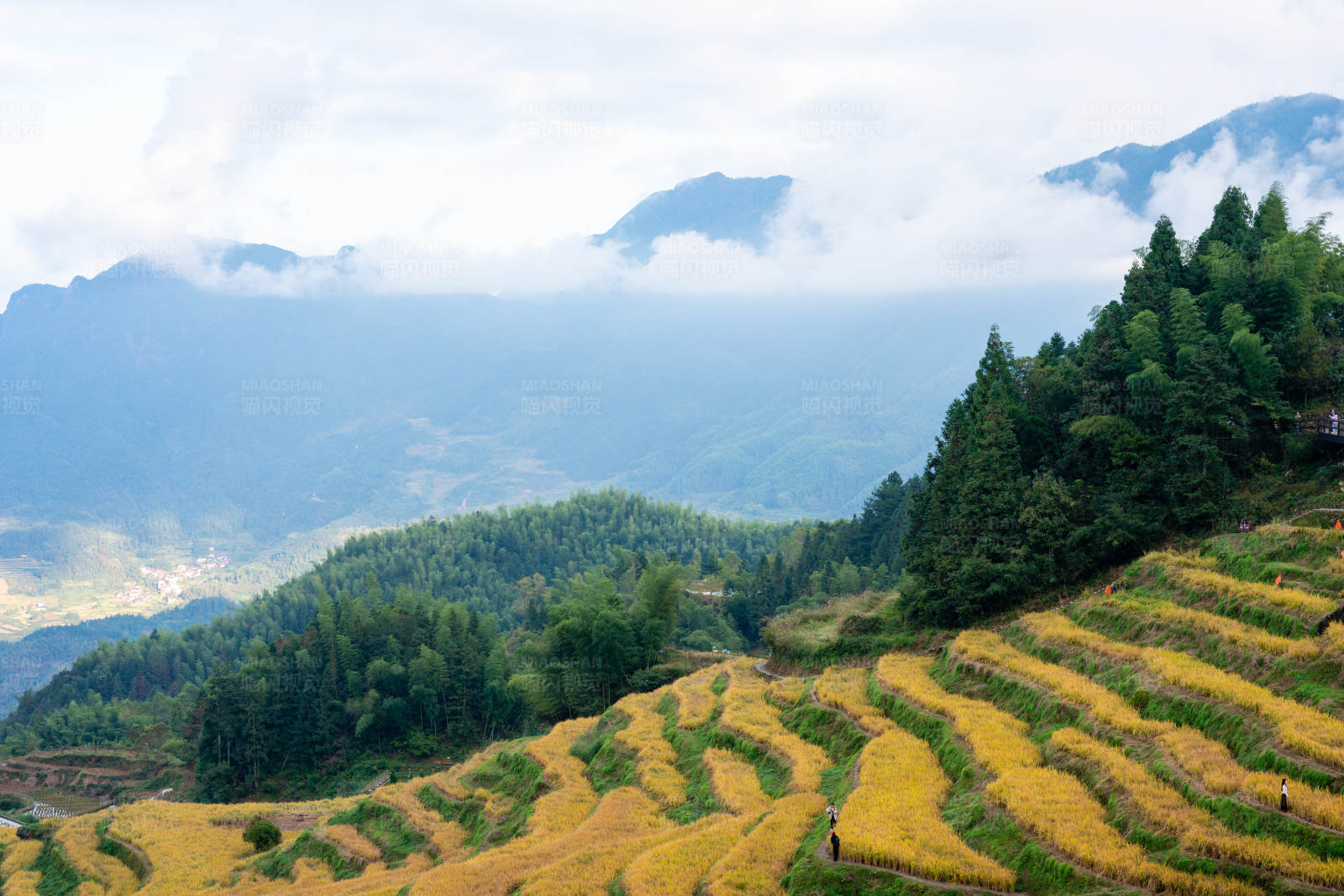 梯田美景 云雾缭绕图片