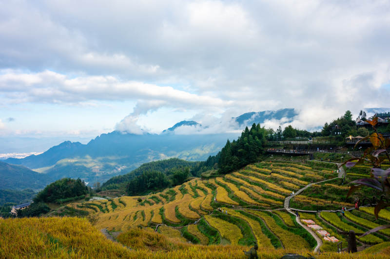 云雾缭绕的梯田美景图片