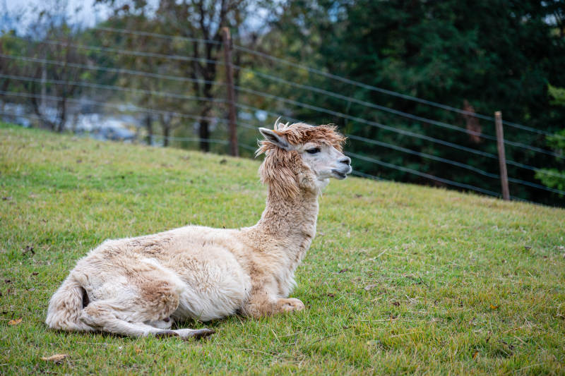 草地上休息的羊驼图片