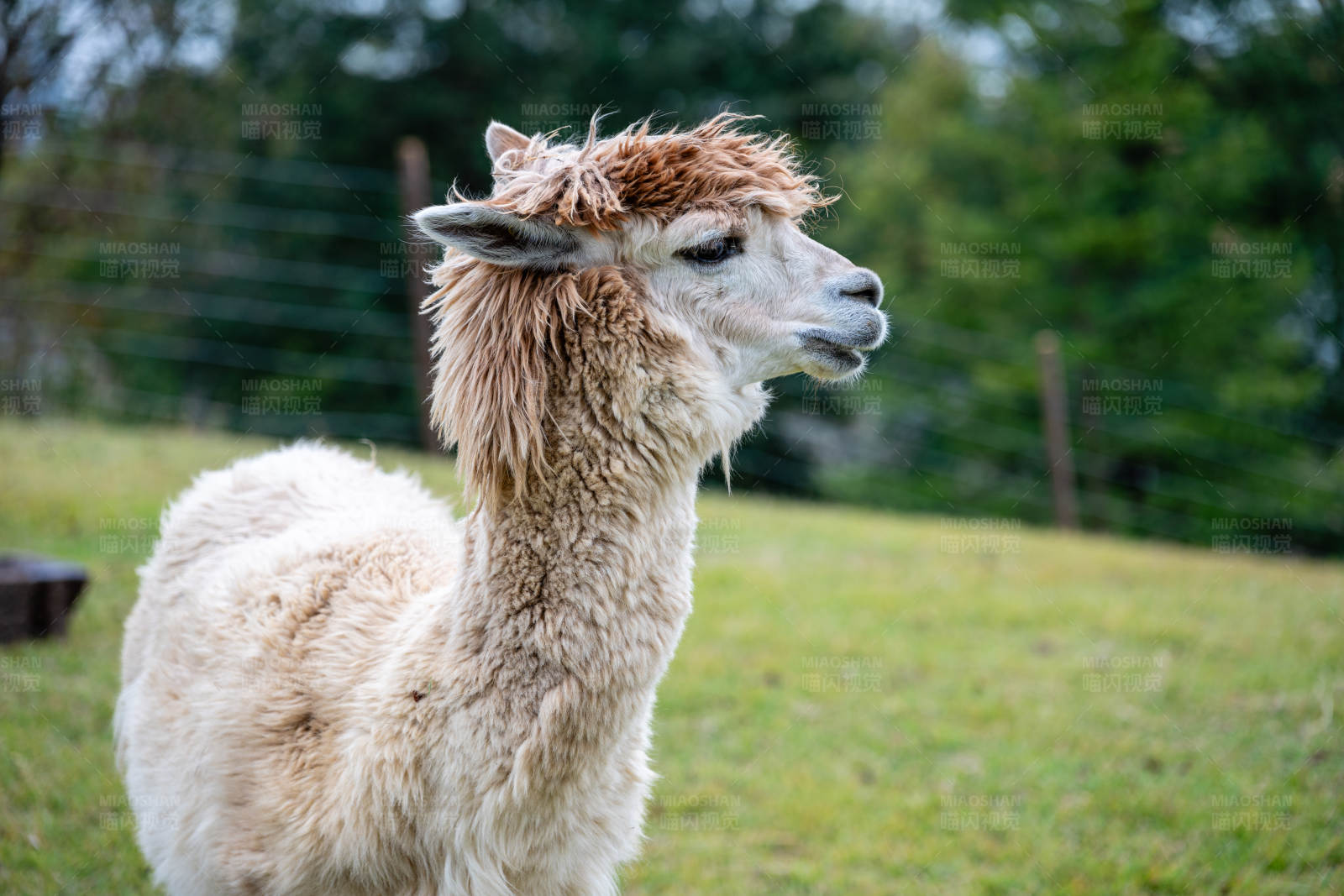 草原上的羊驼图片