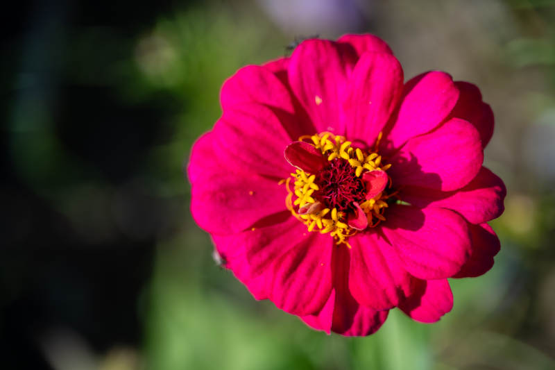 红花绽放 春意盎然图片