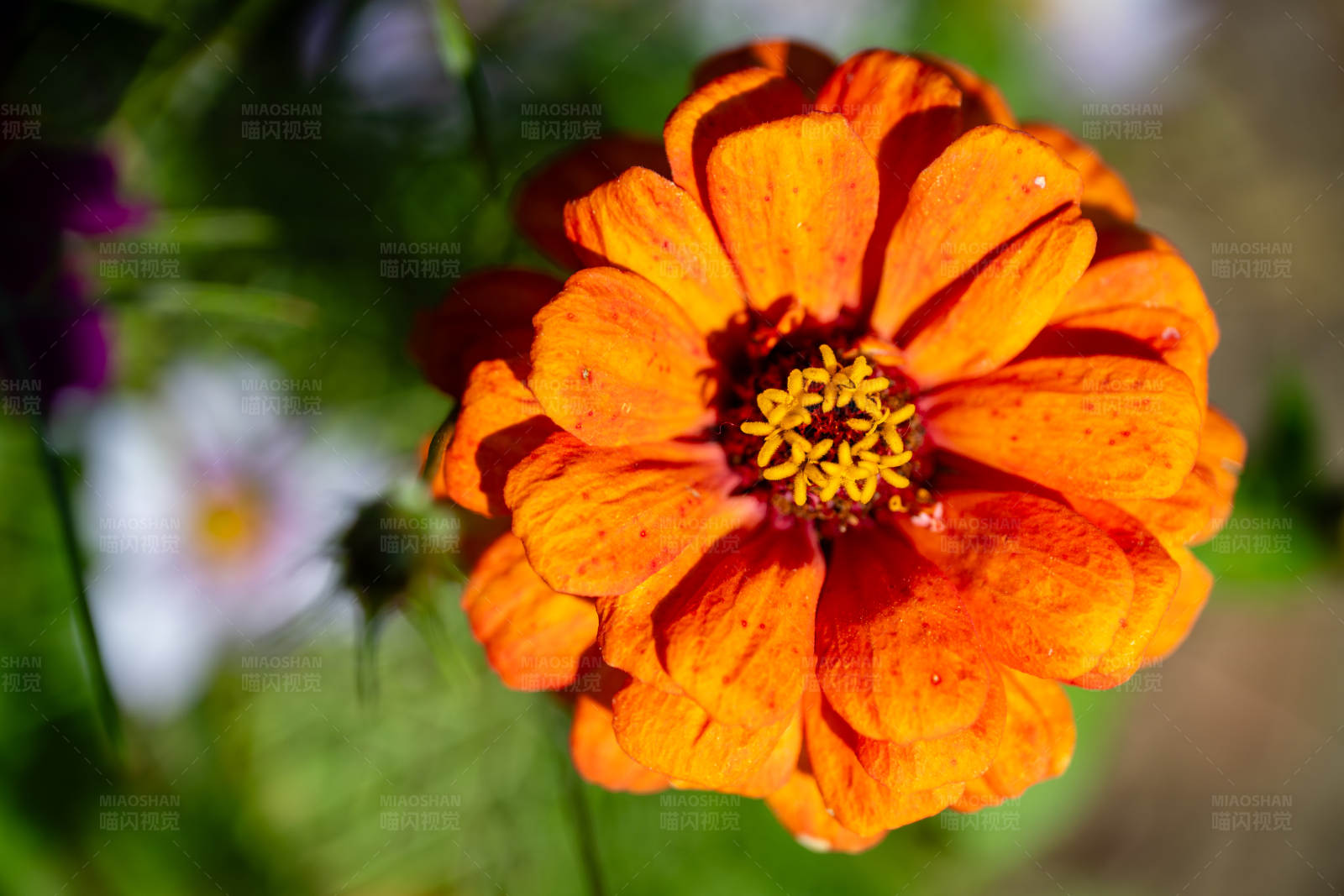 橙色花朵的特写图片