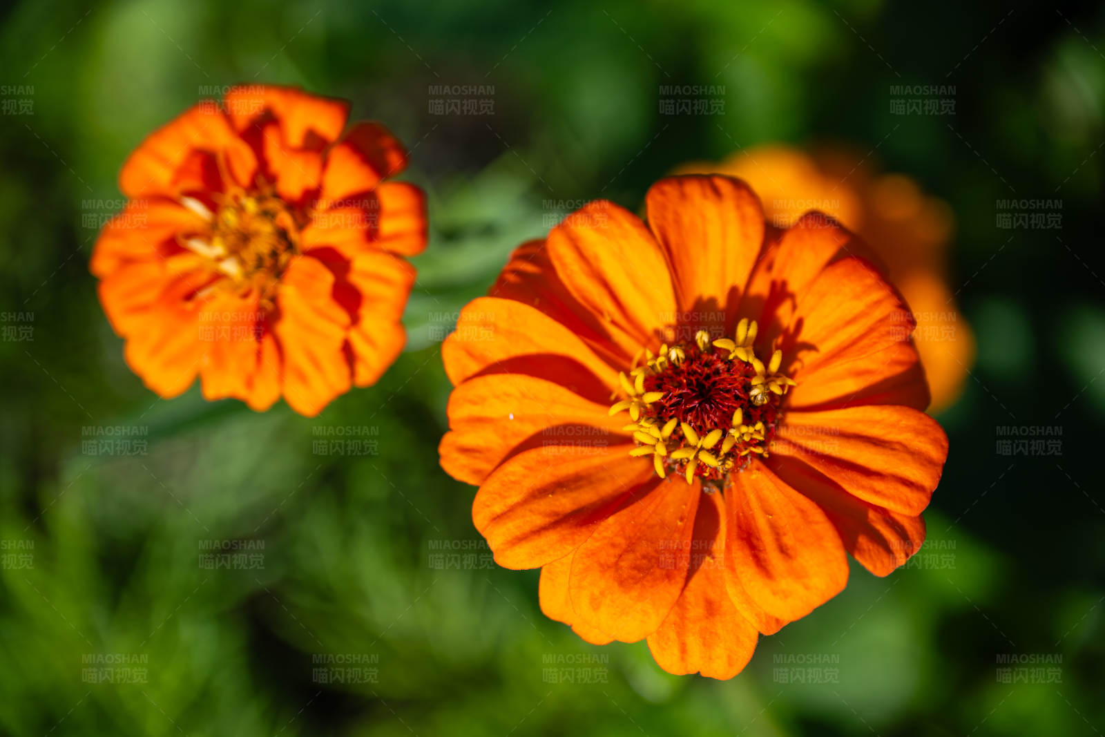 橙色花朵的特写图片