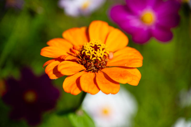 橙色花朵绽放图片