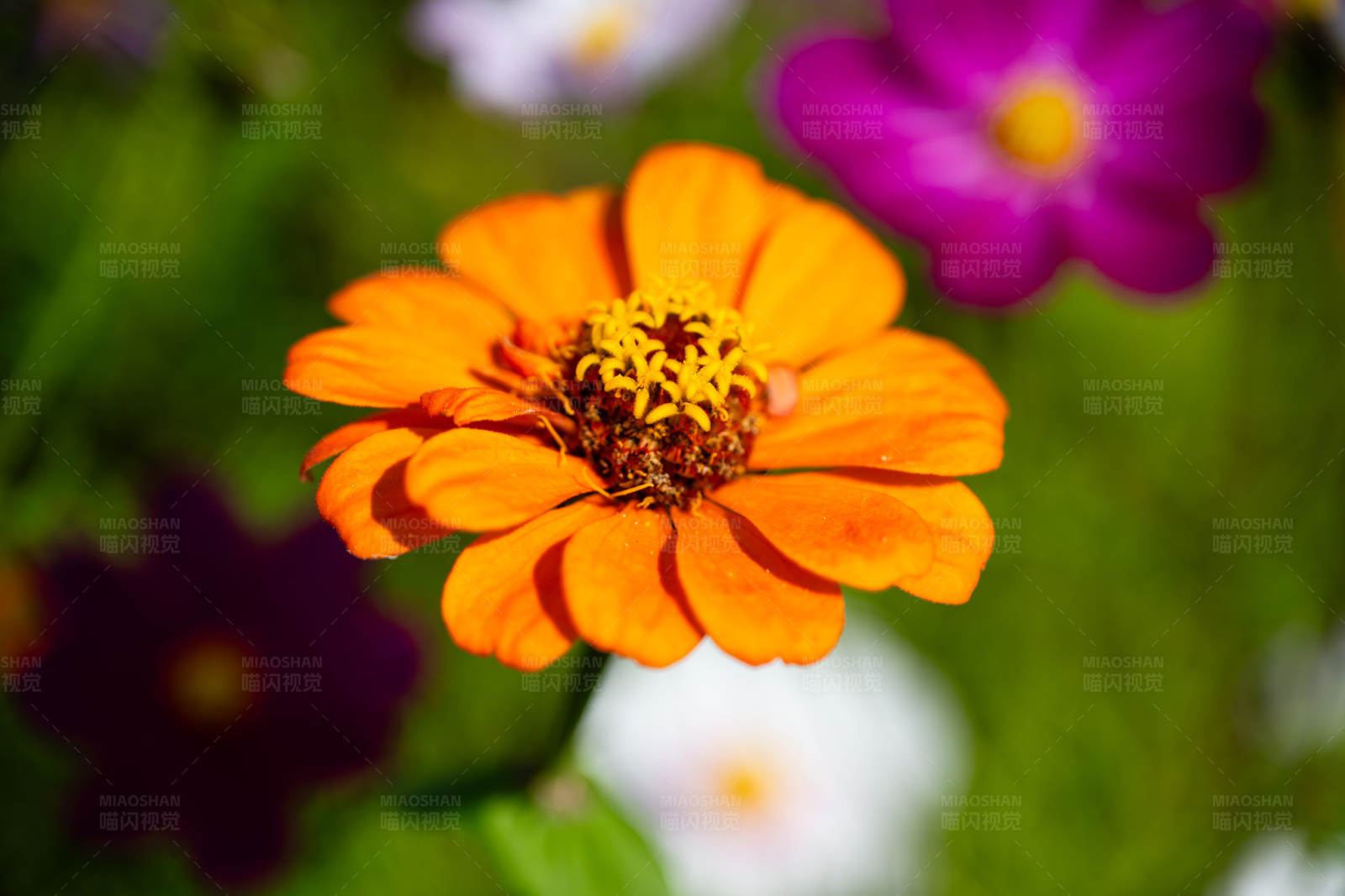 橙色花朵绽放图片