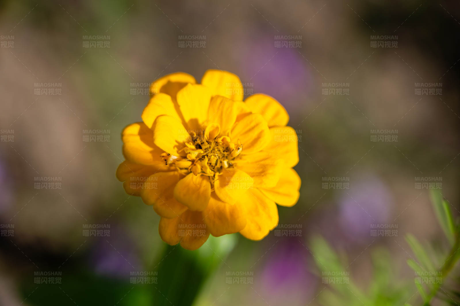 黄色花朵特写图片