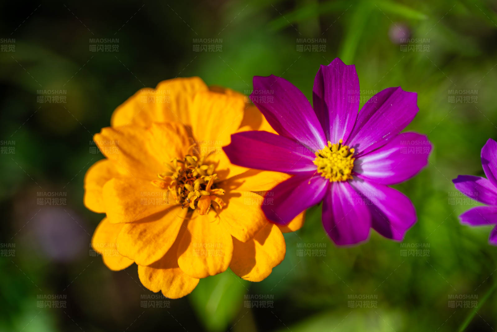 橙紫花语 绽放光彩图片