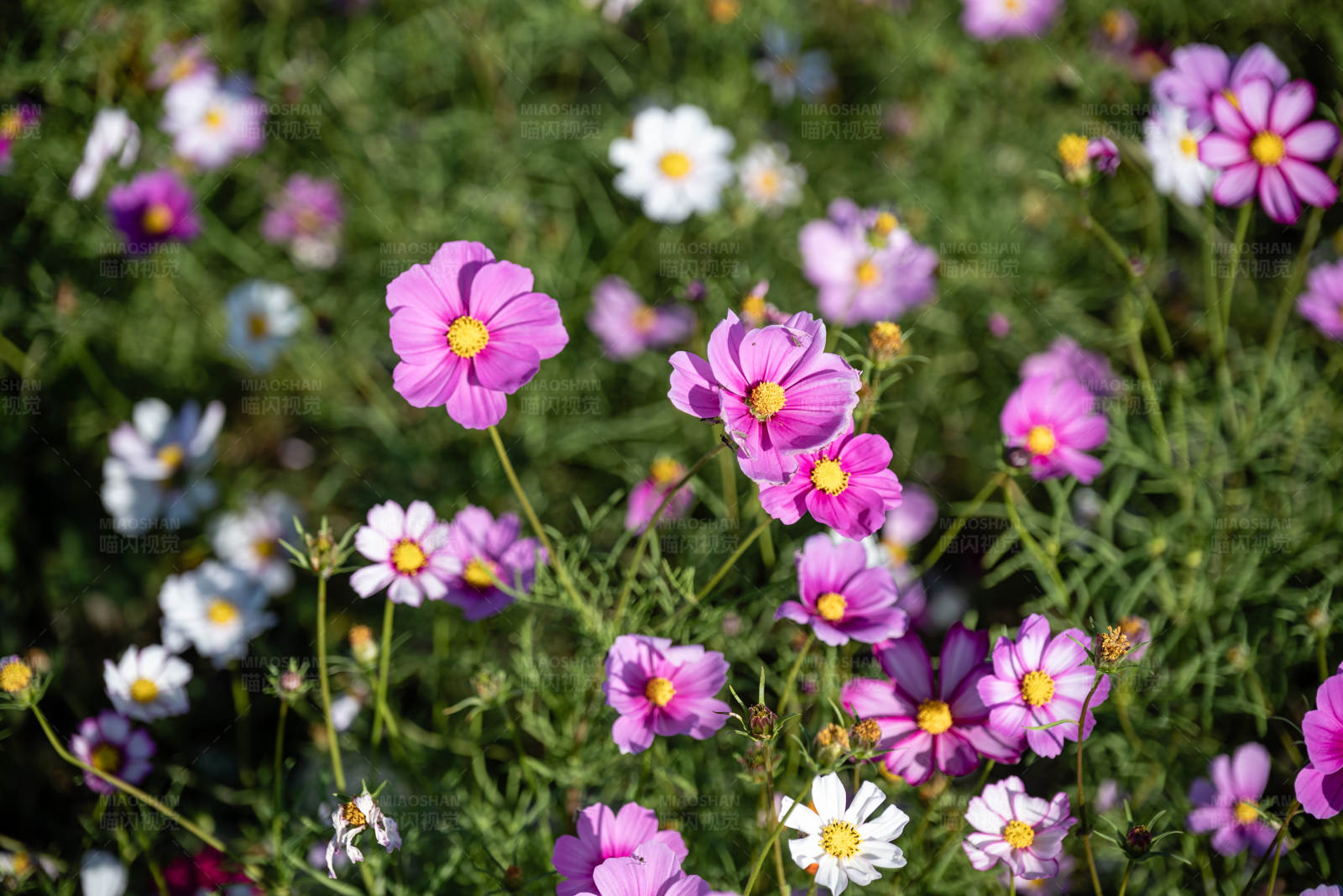 花海绽放 色彩斑斓图片