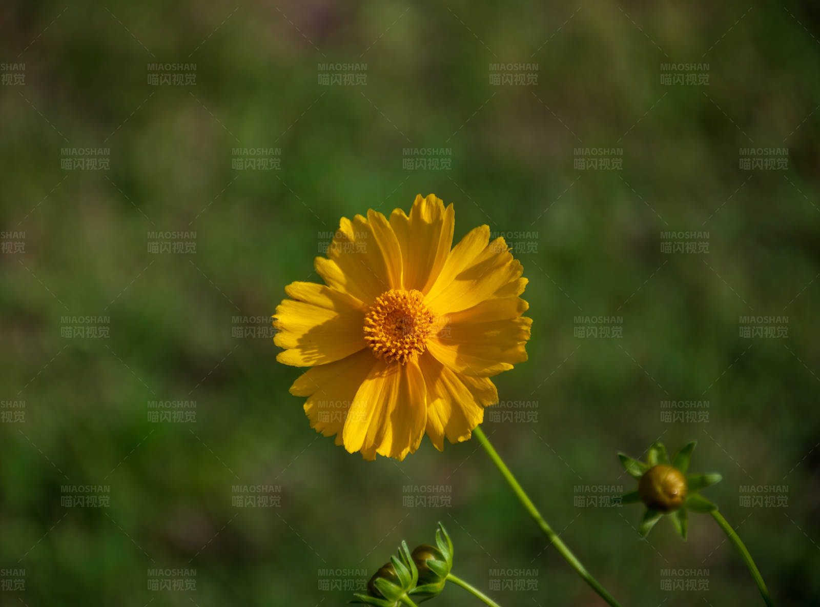 黄色花朵绽放图片