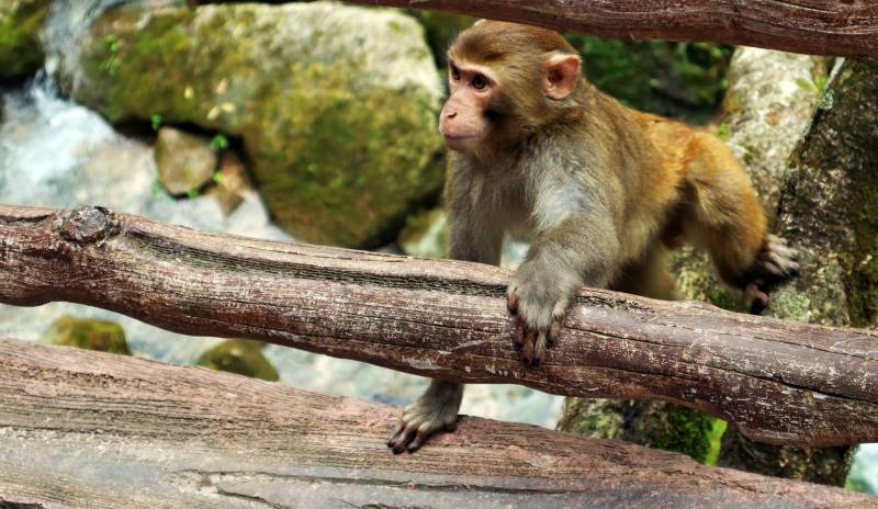 猴子栖息在树干上图片