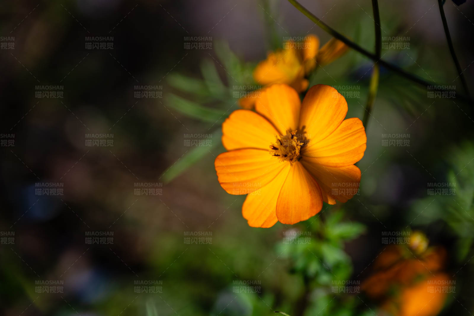 橙色花朵的特写图片