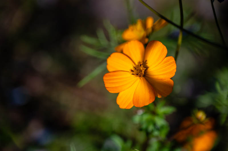 橙色花朵的特写图片