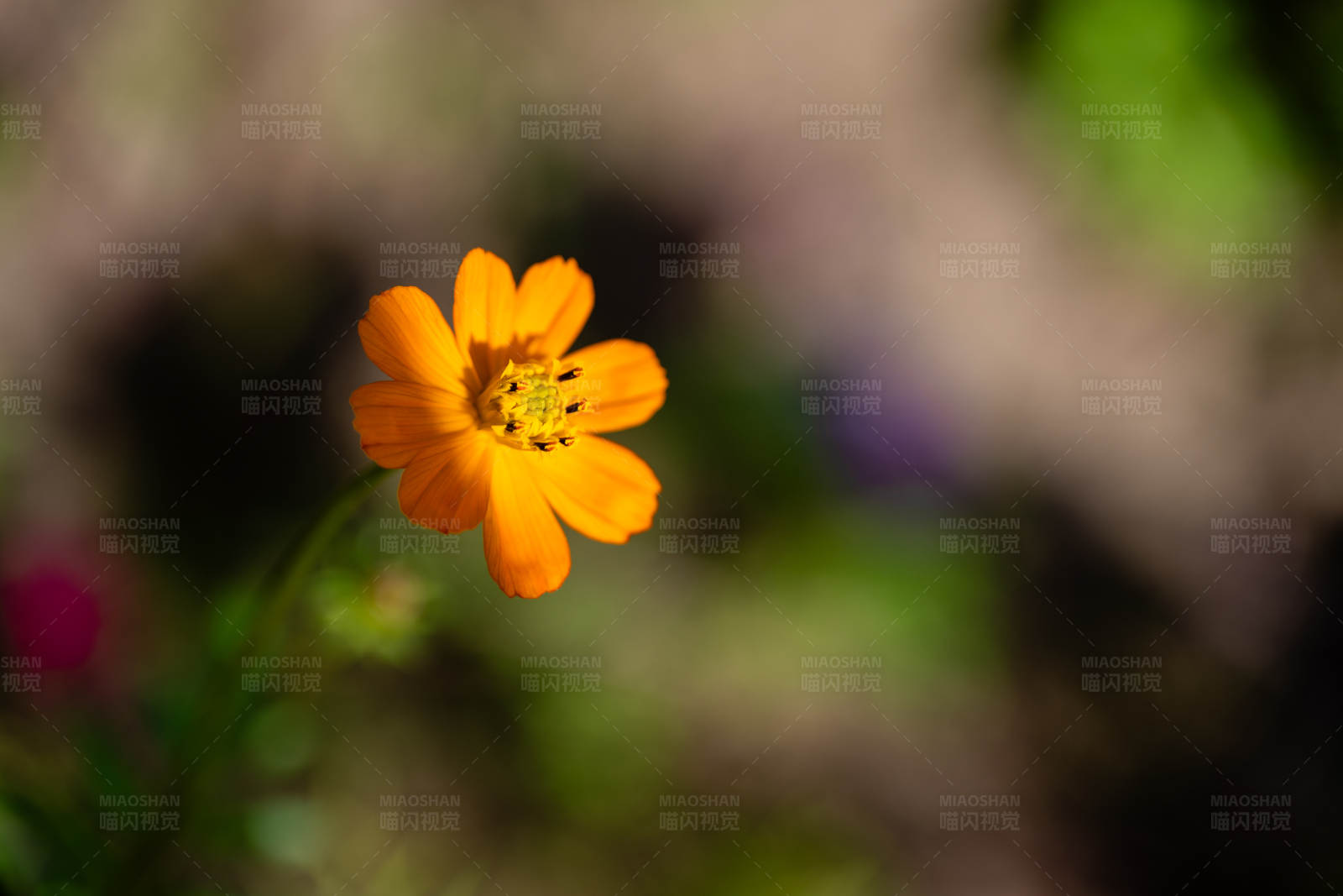 孤独的橙花图片