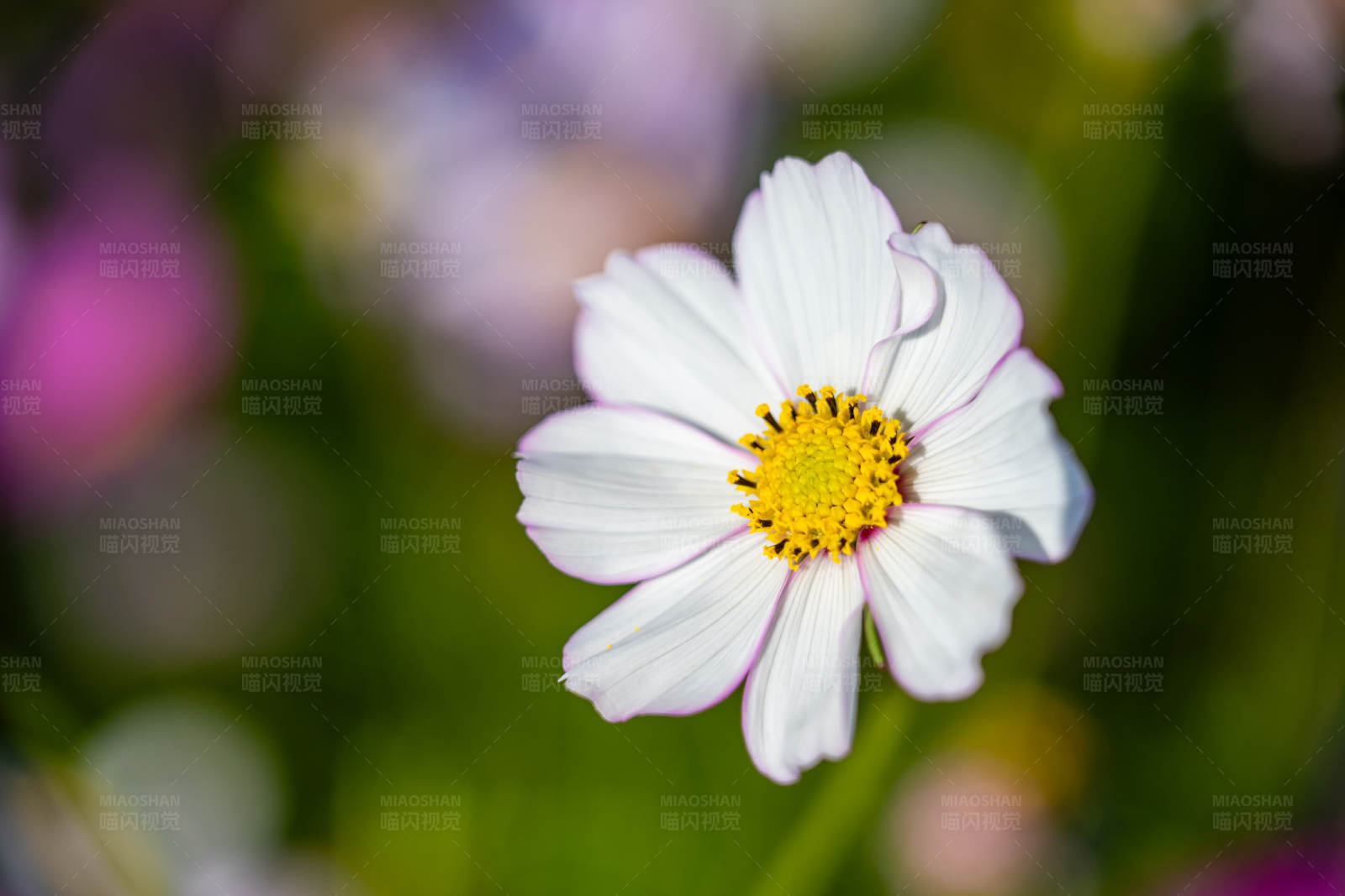 白色花朵的特写图片