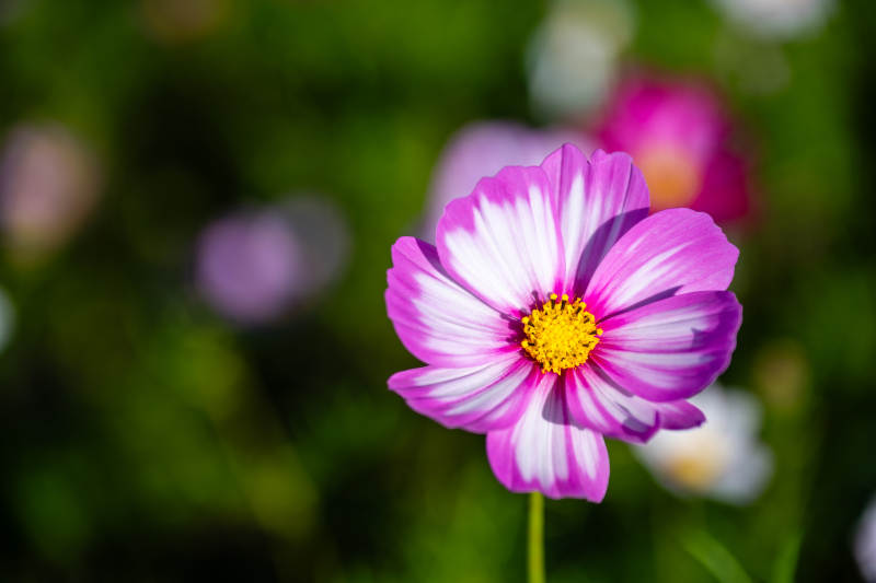 紫色花朵的特写图片