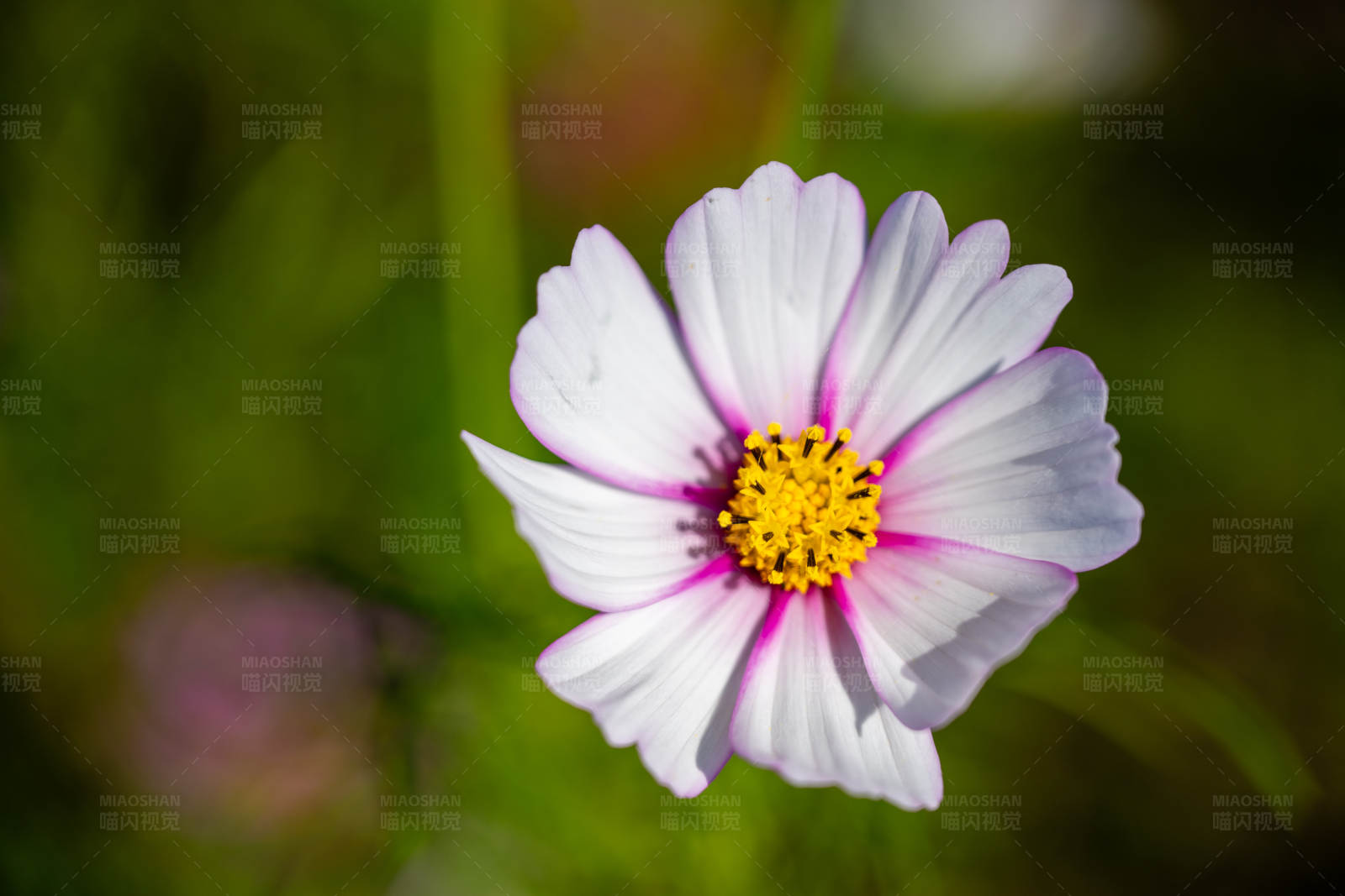 白色花朵的特写图片